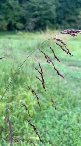 Image result for Triraphis purpurea