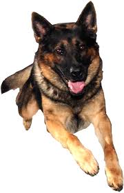 Image result for dog image no background