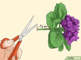 Deadheading a balloon flower doesn't take long, but your efforts will be rewarded largely with a bounty of blooms. 3 Ways To Make A Floral Balloon Wikihow