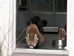 Top 10 Funniest Shocked Animals Gif Collection Cute Funny Animals Silly Animals Cute Animals