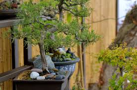 Jacaranda bonsai blue is a versatile multi branching small tree or large shrub featuring fern like lush green foliage from spring and large plumes of purple flowers in summer. Little By Little Why Growing A Bonsai Could Change Your Life