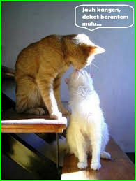  5000 Gambar Kucing Lucu Imut Dan Paling Menggemaskan Sedunia Gambar Kucing Lucu Humor Kucing Dan Kucing Lucu