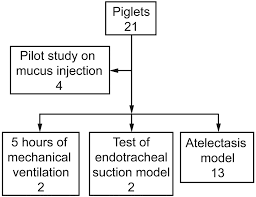 Experimental Model Of Atelectasis In Newborn Piglets