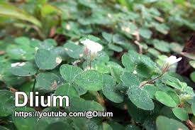 Image result for Grona triflora