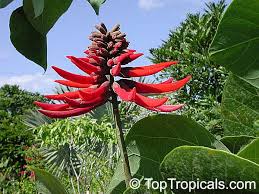 Image result for Erythrina livingstoniana