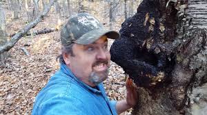 Harvesting Chaga from the UP of Michigan
