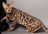 Bengal Cat Breed Information - GoKitty