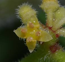 Image result for Cissus humbertii