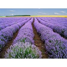 Image result for Lavandula angustifolia Vera