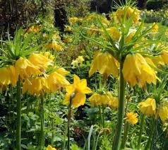 Image result for Stolzia heiligenthalii