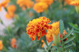 Start with just one easy plant, or select a few and get growing! 10 Flowers To Plant In Your Vegetable Garden Rebooted Mom