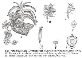 Image result for Orchidaceae