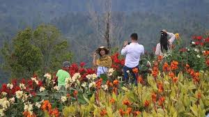 Mungkin karena itulah disebut sebagai kampung jambu. Nikmati Sunset Hingga Keindahan Hamparan Bunga Di Taman Wisata Puncak Tetetana Kumelembuai Tomohon Tribun Manado