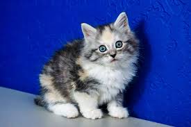 Black And Grey Tabby Kittens For Sale Mabel Silver Calico Mitted Tabby Female Ragdoll Kitten Ragdoll Kittens For Sale Near Me Buy Ragdoll Kitten Tabby Kitten Burmese Kittens Ragdoll Kitten