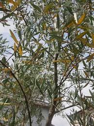 オリーブの黄色い葉の季節 Olive Gardening過去ログ倉庫