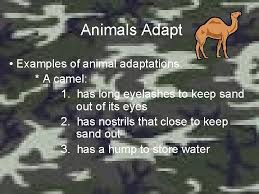 Camels possess either one or two humps that are. Animal Adaptations Science 2 Animals Adapt Animals Can