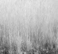 Image result for Trichoneura schlechteri