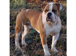 Just as people want to know where their food comes from, so should they know exactly where the french bulldog puppies near you came from as well. English Bulldog Puppies In Georgia