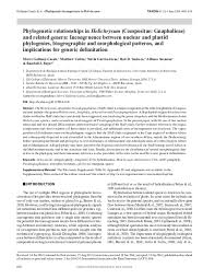 Image result for Helichrysum maranguense