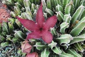 Plants that look like bats, monkeys, bleeding teeth, eyeballs, smell like skunks, are only a few of the fascinating specimens. Starfish Flower Cactus Information On The Uses Of Starfish Cactus In The Home