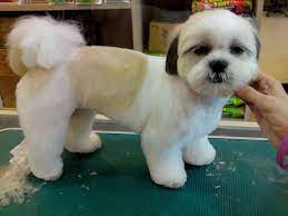Pin On Dogworld