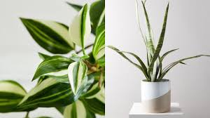 Today's fake plants look so close to the real thing that you'll find yourself poking your pothos to make sure it doesn't need water. 18 Fake Plants That Look Just Like The Real Thing