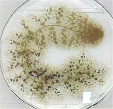 Image result for Utricularia reflexa