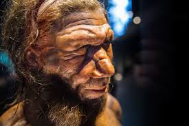 7,796 Neanderthal Stock Photos and Images - 123RF