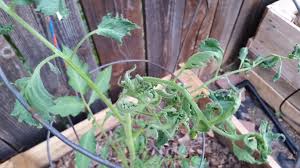 We did not find results for: Tomato Leaves Deformed Curled 332528 Ask Extension