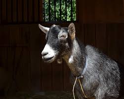 We did not find results for: Pygmy Goat Ymca Of Greater Brandywine