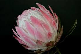 Protea In Sugar Protea Flower Sugar Flowers Gum Paste Flowers