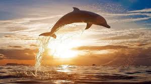 آخرین خبر | لحظه زیبای موج سواری دلفین ها در کنار انسان