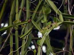 Image result for Cissus quadrangularis