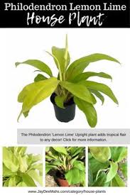 Philodendron Lemon Lime Upright Unique And Unusual Indoor Plants For Your Home Decor In 2020 Plants Indoor Plants Philodendron