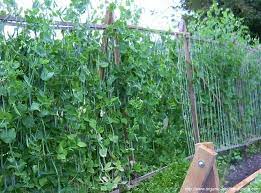 Sugar Snap Peas Planted Now For The Fall Winter Here Full Sun Tall And Skinny Need Supports Growing Peas Vegetable Garden Trellis Vegetable Garden Plan