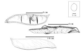 Image result for Pseudoeriosema