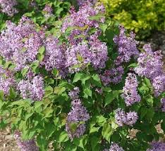 Image result for Syringa prestoniae