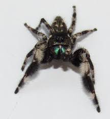 Maybe you would like to learn more about one of these? Arachnids Of North Carolina