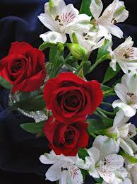 Download new white flowers pics wallpaper free for your mobiles, pc, laptops and other screened devices. Red Roses And White Flowers Photograph By Corinne Carroll