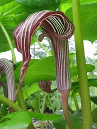 Image result for Arisaema