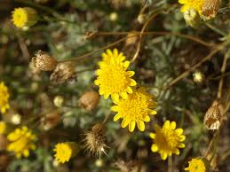 Image result for Dyssodia