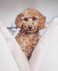 Flum Manufaktur Individuelle Luxus Hundekissen Von Flum In 2020 Hunde Kissen Susseste Haustiere Hundekissen