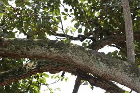 Image result for Cordia millenii