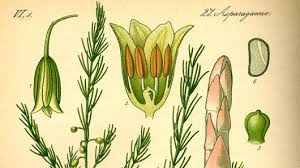 Image result for Asparagaceae