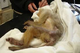 Maybe you would like to learn more about one of these? Thousands Of Monkeys Being Bred In Misery Across Uk As Home Pet Trade Exposed Mirror Online