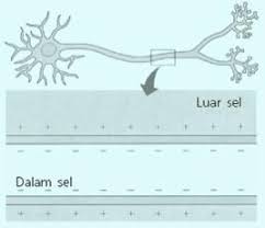 Ditemukan pada sel tumbuhan dan hewan dan terlibat dalam pembentukan alur. 40 Soal Pilihan Ganda Sistem Saraf Manusia Kunci Jawaban Muttaqin Id