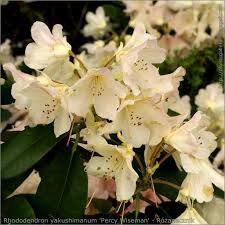 Rhododendron Yakushimanum Percy Wiseman Rozanecznik Jakuszimanski Percy Wiseman Plants Garden Plants Perennials