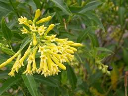 Find help and information on cestrum elegans red purpureum, including varieties and pruning advice. Cestrum Alchetron The Free Social Encyclopedia