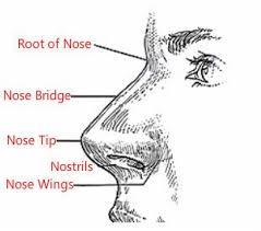His nostrils were flaring with anger. Face Reading Nose Nose Tip Bridge Wings Nostrils Nose Shapes Face Reading Nose