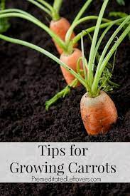 Tips For Growing Carrots In The Garden Growing Carrots Carrot Seedlings When To Harvest Carrots